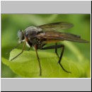 Rhagio notatus - Schnepfenfliege m07.jpg